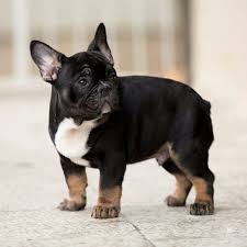 French bulldog puppies litter of 4: For Sale Badass Black And Tan Male Info Http Www Frenchbulldogbreed Net Puppy For Sale Html French Bulldog Breed Bulldog Puppies Bulldog
