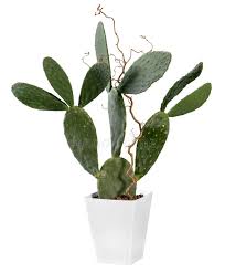 Prickly pear cacti can grow almost anywhere on earth and this is want makes the plant so desirable worldwide. Opuntia Cactus Plant Growing In A Container Stock Photo Image Of Spiny Flowerpot 159070772