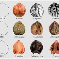 Image result for Ampelocissus obtusata