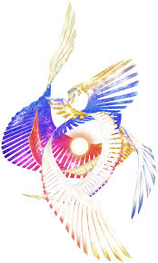 Image result for Galeomma