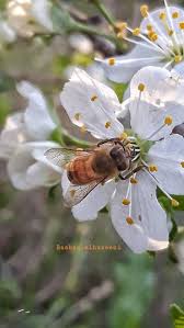 pin by rashad elhusseni on flower flowers animals palestine