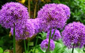 The book has 2 pages to print and makes 8 pages for the student to cut out, color, and write in. 83 Names Of Flowers In Alphabetical Order A Z Photos