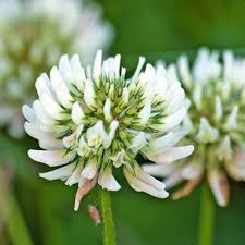Image result for Trifolium