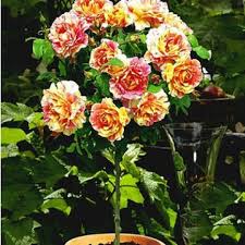 Hochstammchen Selber Ziehen So Gelingt S Pflanzen Rosen Und Hochstammrosen