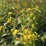 Image result for Flaveria bidentis