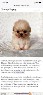 Premium teacup puppies strives in bringing home to you the most exclusive and tiniest size micro teacup puppies with stellar health and for each one of them, their own amazing personality. Title And Photo Say It S A Teacup Puppy Listing Goes Into Details About Baby Monkeys Bestofcraigslist