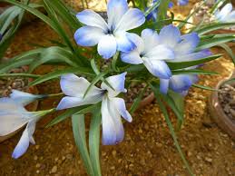 Image result for Tecophilaeaceae