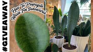 Maybe you would like to learn more about one of these? How To Divide And Grow A Large Whale Fin Sansevieria Plus Giveaway A Girl With A Garden Youtube