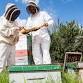 Become a Beekeeper. event image