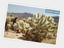 Learn more about the saguaro most of baja california and half of the state of sonora, mexico is also included. Things To See Do In The Deserts Of California