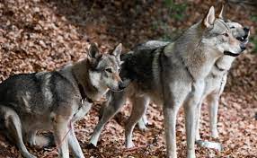 Dans différents endroits et situations lorsqu'il est encore jeune. Le Chien Loup Tchecoslovaque Caractere Origine Conseils D Elevage Sante