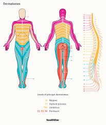 Download diagram showing anatomy of human body vector art. Dermatomes Diagram Spinal Nerves And Locations