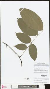 Image result for Connaraceae