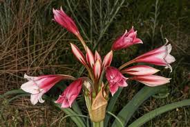 Image result for Crinum jasonii