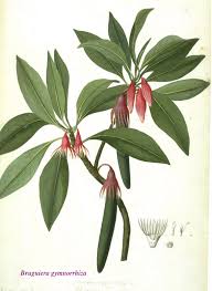 Planting mangroves can reduce shoreline erosion and can protect coastal communities against coastal flooding, high winds and waves, and tsunamis. Friends Of Sungei Buloh In The New Rooster Year Lo Hei And Mangrove Tree Planting At The New Junior Wetlands Botanical Illustration Botanical Art Tropical Leaves Illustration