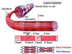 Muscle Fiber Sarcomere Human Anatomy And Physiology Muscular System Anatomy Anatomy And Physiology