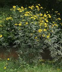 Image result for Rudbeckia laciniata