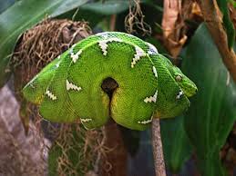 The emerald tree boa's primary protective skills consist of camouflage and fighting. Emerald Tree Boa Wikiwand