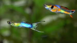 Beautiful Freshwater Fish Fish In 2020 Fresh Water Fish Tank Betta Fish Types Betta Fish Tattoo