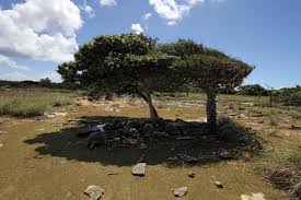 Image result for Sclerodactylon macrostachyum