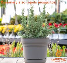I love being outside all summer long, don't you? Mosquito Repellent Plants Sunnyside Gardens Minneapolis