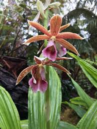 Image result for Phaius
