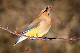 Cedar Waxwing Brown Birds That Look Like Cardinals 51 Best Winter Bird Photos Ever In 2020 Birds Bird Photo Winter Bird
