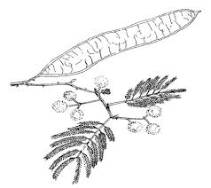 Image result for Acacia brevispica