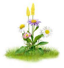 Hazel Harvey Hazelharveyxdu Cartoon Flowers Flowers Flower Painting
