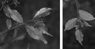 Image result for Pleurostylia capensis