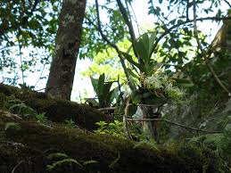 Image result for Cyrtorchis praetermissa