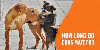 How Long Do Dogs Mate For? – Tie, Initiation, Ejaculation & FAQ