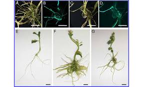 Image result for Aeschynomene sp. B