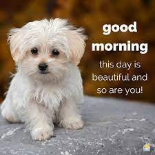 This Is A Beautiful Day So Are You Cute Positive Dog Puppy Great Good Morning Good Morning Beautiful Cute Good Morning Good Morning Quotes Good Morning Love Contact uberhumor hosted at hivelocity. cute good morning