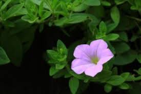 朝顔に似た花の名前は ピンク 紫 赤色などの種類を画像付きで紹介 パワースポット巡りでご利益を 開運ネット