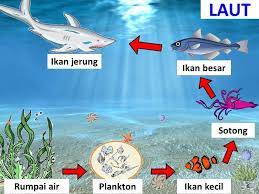 Jul 05, 2021 · rantai makanan merupakan peristiwa makan dan dimakan dalam suatu ekosistem dengan urutan tertentu. Sains Tahun 5 Rantai Makanan Sk Sungai Mengkuang Facebook