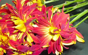 Maybe you would like to learn more about one of these? Nyc S Best Flower Shops Racked Ny