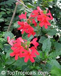 Image result for Crossandra nilotica