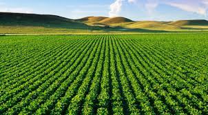 Monoculture is the agricultural practice of growing a single crop, plant, or livestock species, variety, or breed in a field or farming system at a time. Monoculture Farming Explained What Are The Pros And Cons