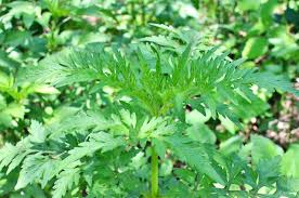 Image result for Bidens schimperi