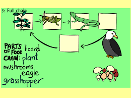 Curb the line in just a little bit once you get to the bottom. Food Chain Game Gameup Brainpop Jr