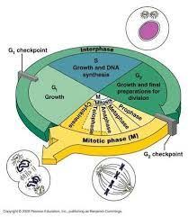 Phases of cell cycle cell cycle and its phases. Image Result For Cell Cycle Interphase G1 S G2 Mitotic Phase Pearson Education Cell Cycle Mitosis Cycle