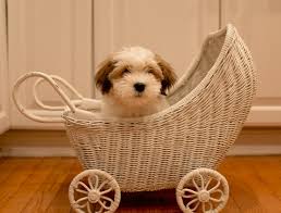 Is it ok to get 2 havanese puppies? Havanese Dogs For Sale Petfinder