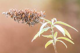 Bloom continuously from early summer to frost! How To Grow Butterfly Bush Buddleia Gardener S Path