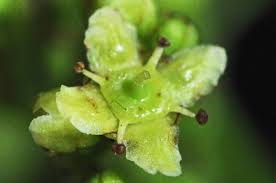 Image result for Elaeodendron croceum