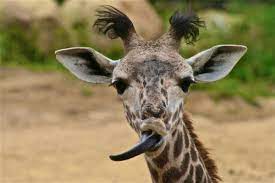 Giraffes are ungulates, meaning they have hooves and walk on their toes. What Color Is A Giraffe S Tongue Animals And Birds Questions Answers Sawaal