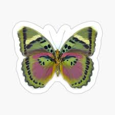 Butterfly is an aesthetic based on the insect of the same name. Aesthetic Butterfly Background Stickers Redbubble