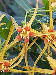 Image result for Apocynaceae subfamily Periplocoideae