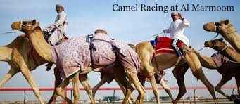Their owners follow along beside them in 4x4s. Camel Racing At Al Marmoom In Dubai Coming Soon In Uae