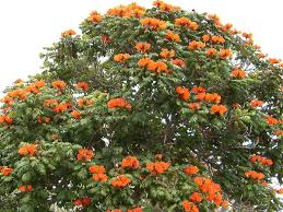 Florida tree with orange blossoms. Spathodea Flame Of The Forest African Tulip Tree Some Health Benefits Tulip Tree Flowering Trees Ornamental Trees